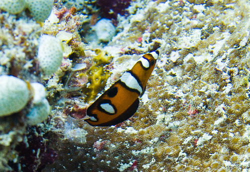 Queen Coris — seen at this dive site