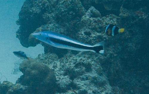 Blue Blanquillo — seen at this dive site