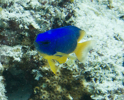 Caerulean Damsel — seen at this dive site