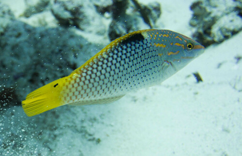 Checkerboard Wrasse — seen at this dive site