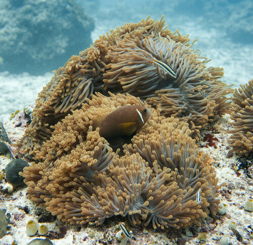 Blackfin Anemonefish — seen at this dive site
