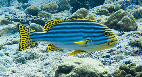 Oriental Sweetlips — seen at this dive site