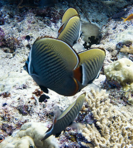 Red-tailed Butterflyfish — seen at this dive site
