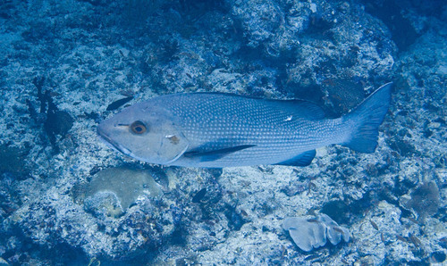 Two-spot Red Snapper — seen at this dive site