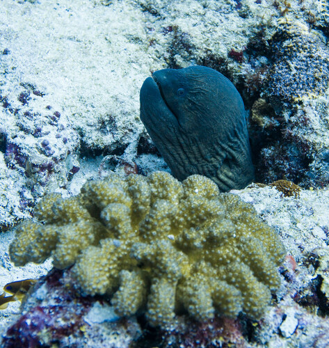 Giant Moray — seen at this dive site