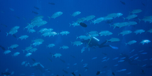 Bigeye Trevally — seen at this dive site
