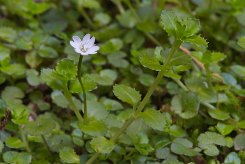 Epilobium nummularifolium R.Cunn. ex A.Cunn.