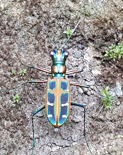 Cosmodela barmanica