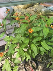 Asclepias curassavica image