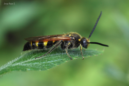 Xanthocampsomeris limosa