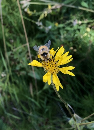 iNaturalist observation photo of Bumble Bees