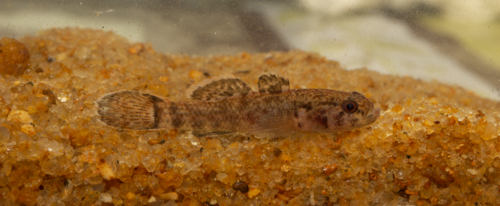 Kribia leonensis
