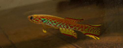 Scriptaphyosemion roloffi