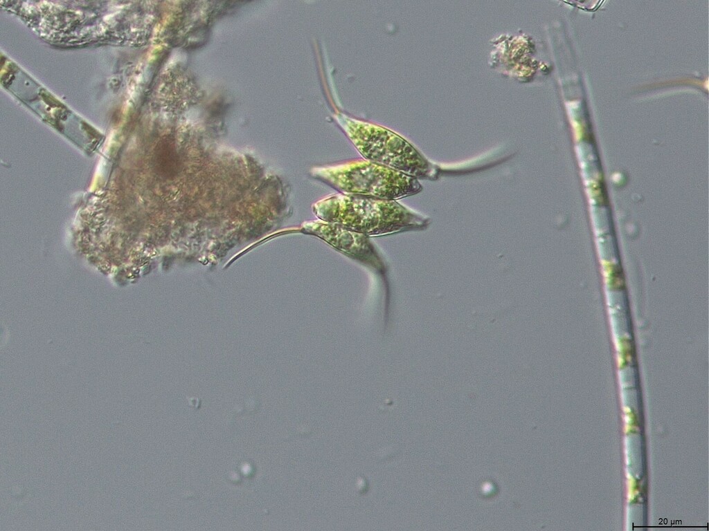 Desmodesmus opoliensis (Desmodesmus opoliensis)