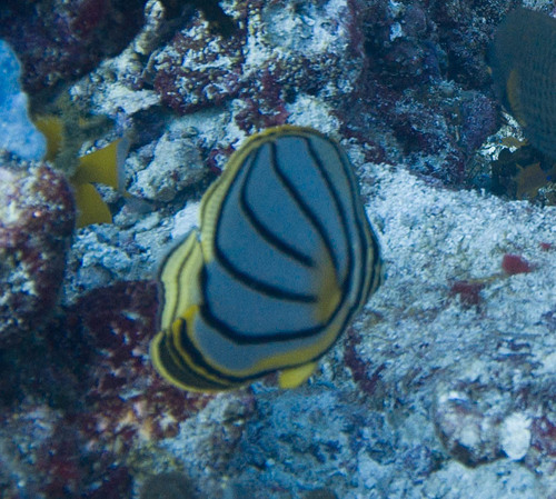 Meyer's Butterflyfish — seen at this dive site