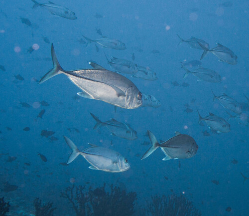 Bigeye Trevally — seen at this dive site