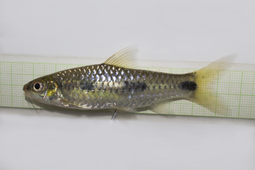 Threespot Barb