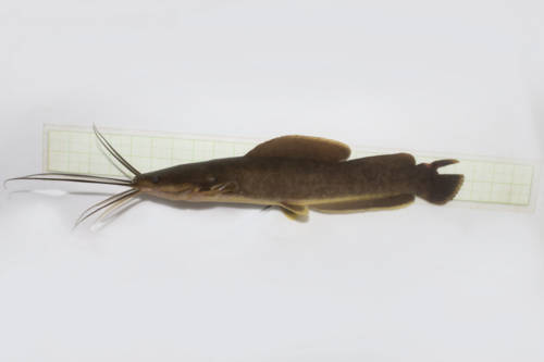 Heterobranchus isopterus