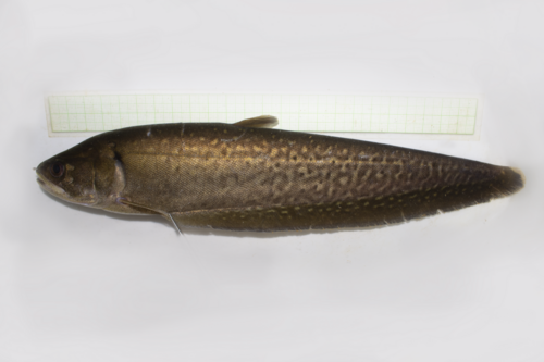 Reticulated Knifefish