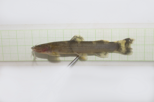Amphilius atesuensis