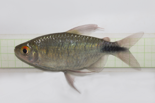 Long-fin Tetra