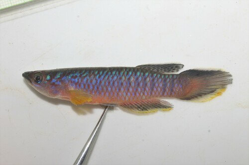 Epiplatys olbrechtsi