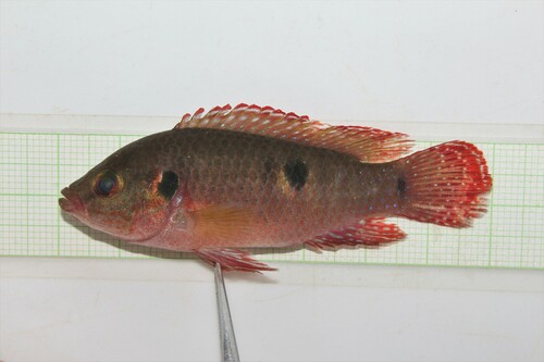 Jewel Cichlid