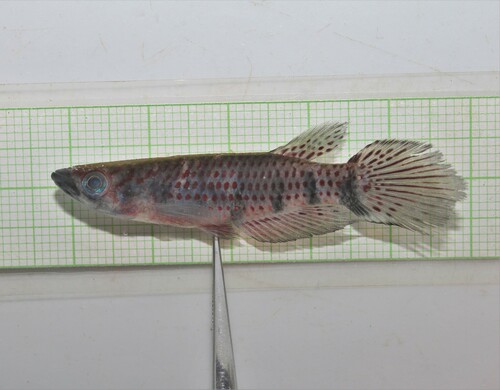 Epiplatys chaperi