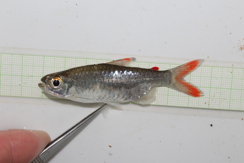 Opaline Robber