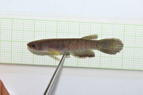 Nimbapanchax petersi