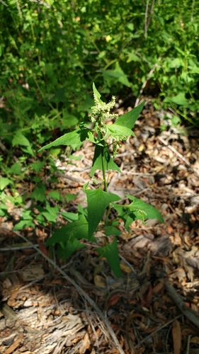 iNaturalist observation photo of flowering plants