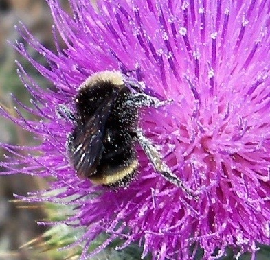 California Bumble Bee