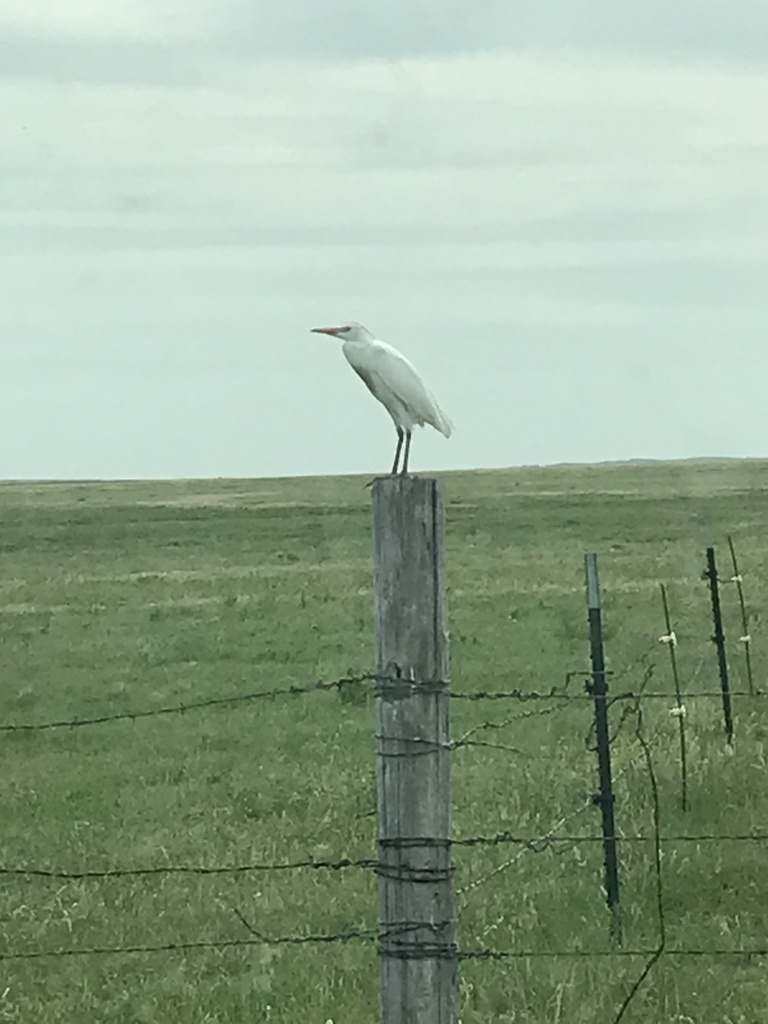 Cattle Egret From SD US On June 30 2022 At 10 44 AM By Allenjg21   Large 