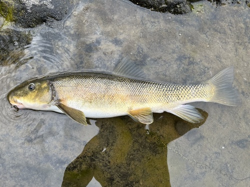 Tyee Sucker