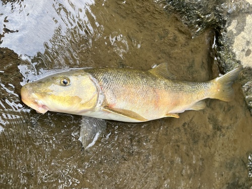 Tyee Sucker