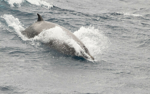North Atlantic Beaked Whale