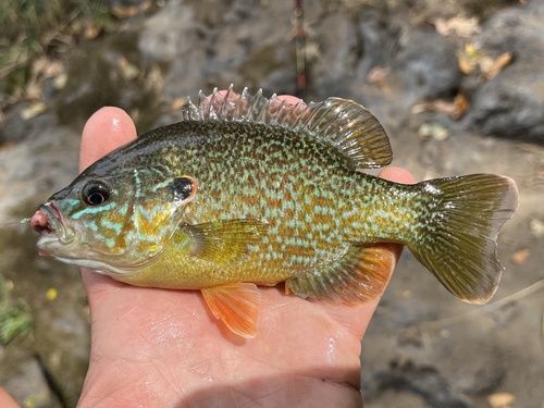Pumpkinseed × Green Sunfish