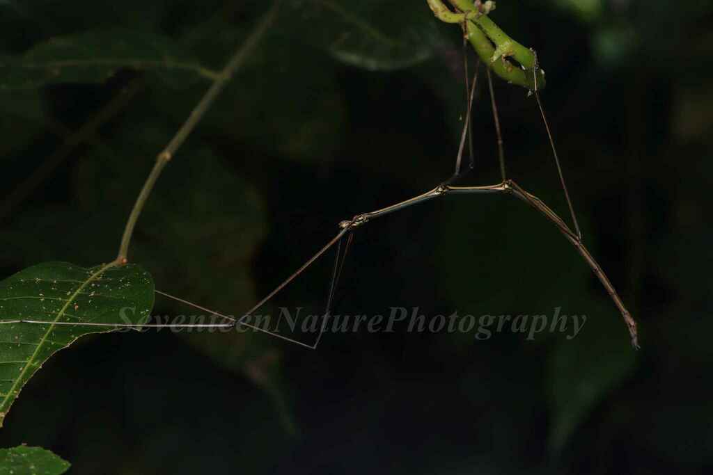 branchlet stick-insects from 中国云南省西双版纳傣族自治州景洪市 on August 09, 2022 at 11 ...