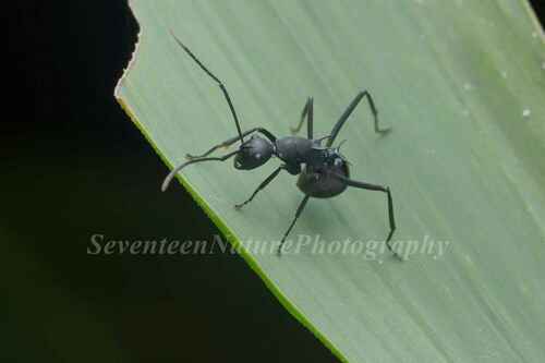 奇多刺蚁Polyrhachis hippomanes