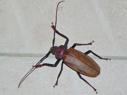 Agrianome fairmairei · iNaturalist