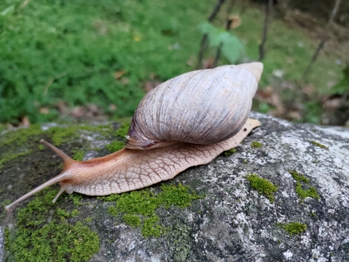 Giant Blonde Snail