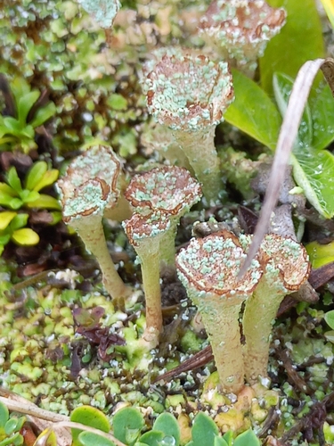 Cladonia pyxidata