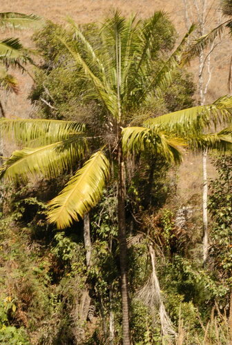 Ravenea madagascariensis