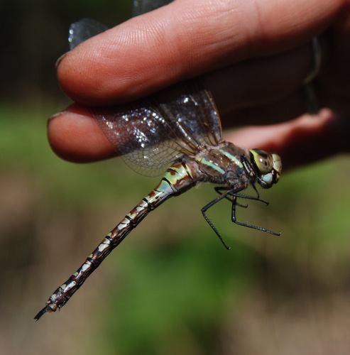 Blue-eyed Darner (Dragonflies and Damselflies of San Mateo County ...