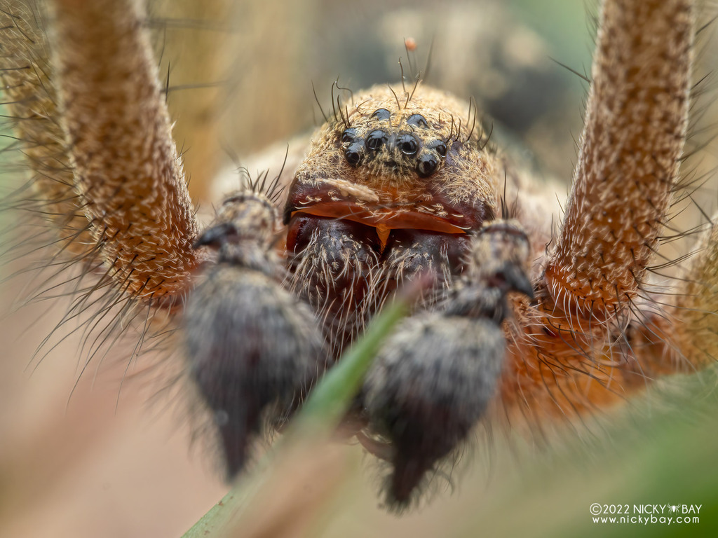 Funnel-Web Spider (Family Agelenidae) - The Firefly Forest