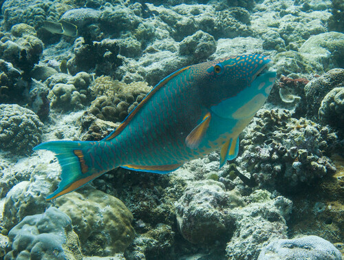 Spotted Parrotfish