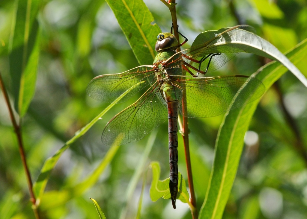 Common Green Darner (Dragonflies and Damselflies of San Mateo County ...