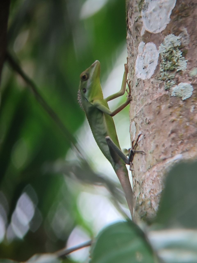 Philippine Bloodsucker (Bronchocela philippina)