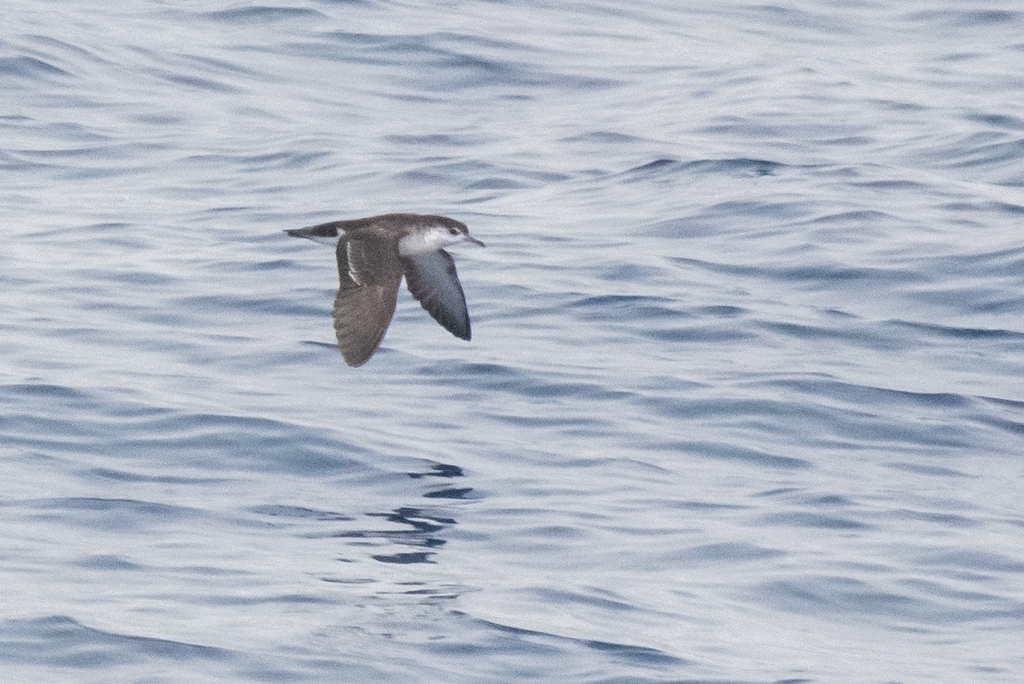 Barolo Shearwater photo