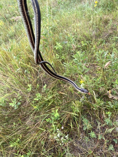 Plains Garter Snake